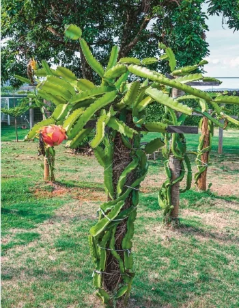 Dragon Fruit hover 2